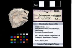 Foto (Objekt + Etikett) von Protosphaeroma ernstbrunnense (Bachmayer, 1949)  (NHMW-GEO-1990-0041-10195)